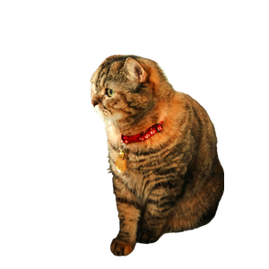 A Cute Tabby Cat Wearing A Red Collar Sits By The Window, Looking Outside. 19988 - Cat PNG image with transparent background